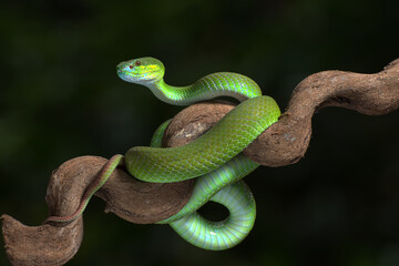 White-lipped island pit viper in dark background