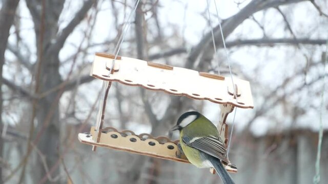 Eurasian blue tit sitting on a feeder rack with sunflower seeds for feeding in frozen winter