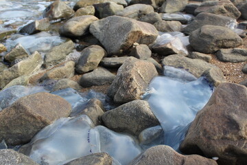 Fototapeta premium kornerot transparent jellyfish washed up on the shore among the rocks in the Sea of Azov