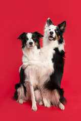 Two border collie dogs holding each other while sitting on a red background