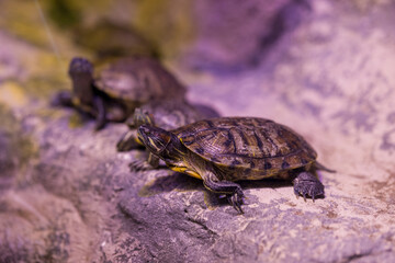 Beautiful turtles in the nature