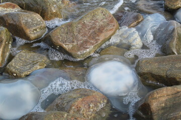 Fototapeta na wymiar kornerot transparent jellyfish washed up on the shore among the rocks in the Sea of Azov