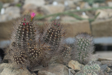 Naklejka na ściany i meble Mamillaria cactus with pink flowers on a background of stones