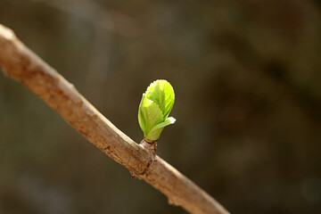shoots growing on a hydrangea, a sprout of hydrangea