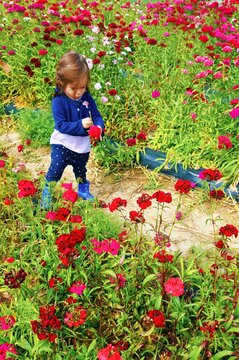 petite fille cueillant des fleurs color&eacute;es dans un champ d'&oelig;illets