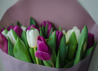 Lots of tulips, purple and white