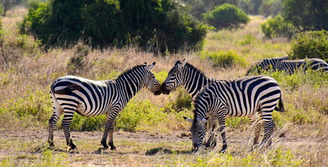 Fototapeta na wymiar Two zebras playing while their herd grazes in the summer heat.