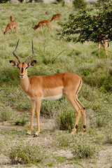 A young springbok grazing at the base of a tree with the rest of his herd in the background.