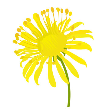 Dandelion vector stock illustration. Spring flower. Yellow flower close-up. Isolated on a white background