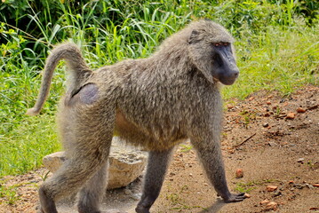 A solitary baboon looking around as it moves through an open field towards some dense grass areas.
