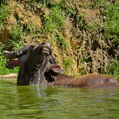 A cape buffalo relaxing in a river while hiding from the harsh midday sun.