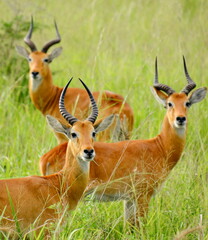 Three springbok grazing in a green pasture.