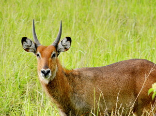 A lone springbok grazing in a vast green field.