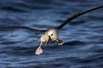 Foto op Aluminium Atlantische Geelsnavelalbatros, Atlantic Yellow-nosed Albatross, Thalassarche chlororhynchos © AGAMI