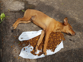 The street dog has so much food available that he can hardly eat more. Manaus port, Brazil. © guentermanaus