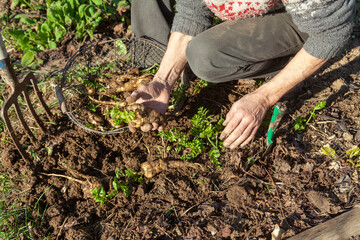 Jardinier avec un panier récoltant à la main des panais dans son potager