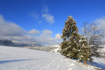 pine tree on mountain meadow