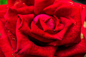 red rose macro