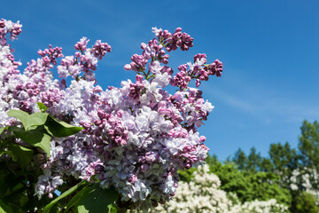 Branches of blooming white-pink lilac in the spring garden. Closeup