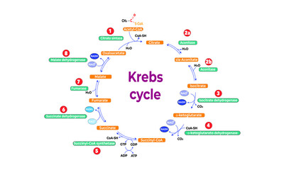 Fototapeta na wymiar Krebs cycle [tricarboxylic acid cycle] 