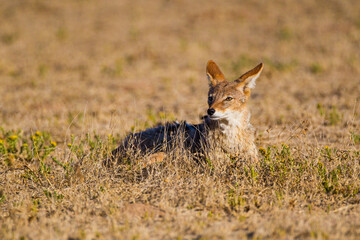 Black-backed Jackal running around the outskirts of a waterhole