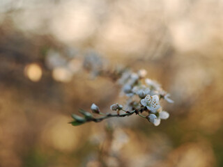 Close up shoot on spring flowering fruit tree
