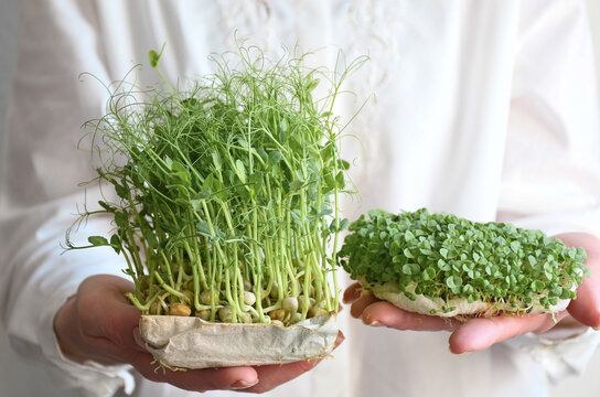 Female hand holding microgreens, sprouts of green peas and basil on a white background in white clothes. Copy space