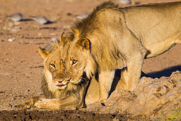 Two young male lion drinking at a waterhole