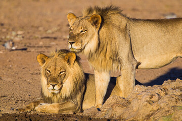 Two young male lion drinking at a waterhole