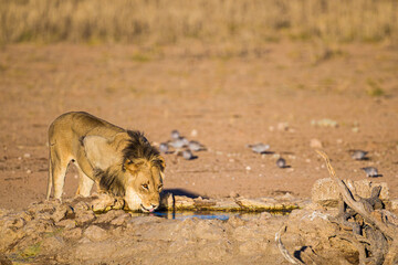 Young Male lion drinks at a waterhole in the Kalahari Desert