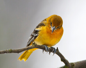 Noordelijke Troepiaal, Baltimore Oriole, Icterus galbula