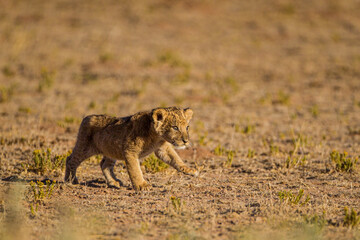 Lion cubs leave the den for the first time