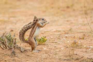Ground Squirrel standing up while eating a small bit of root.