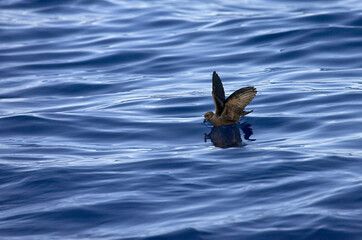 Band-rumped Storm-petrel, Madeirastormvogeltje, Oceanodroma castro