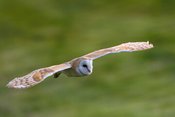 Kerkuil, Barn Owl,Tyto alba