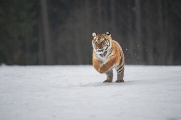 Siberian Tiger running in snow. Beautiful, dynamic and powerful photo of this majestic animal. Set in environment typical for this amazing animal. Birches and meadows