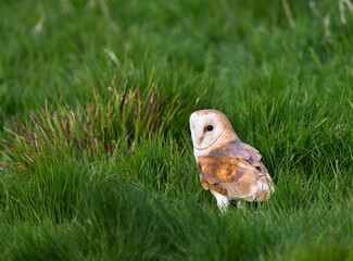 Kerkuil, Barn Owl, Tyto alba