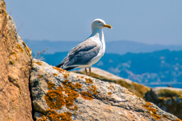 seagull on the rock