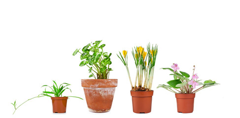 Potted house plants isolated on a white background. Collection.