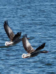 UK - Herts - Geese in Wilstone Reservoir 2.jpg
