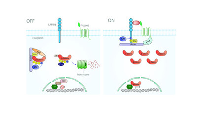Wnt/beta-catenin pathway
