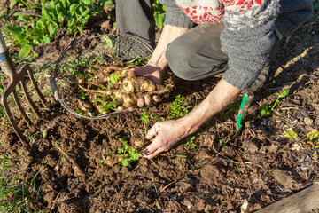 Jardinier avec un panier récoltant à la main des panais dans son potager