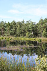 Fototapeta na wymiar Zauberhafte Landschaft im Moor / Pietzmoor in der Lüneburger Heide im Sommer