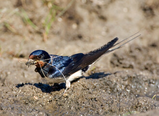 Boerenzwaluw, Barn Swallow, Hirundo rustica
