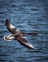 UK - Herts - Goose in Wilstone Reservoir 1.jpg
