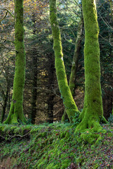 Cittanova, locality Zomaro, district of Reggio Calabria, Calabria, Aspromonte, Italy, Europe, landscape with moss on the trees