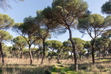 Fototapeta premium Pinar de Antequera in Valladolid, Castilla y Leon, Spain