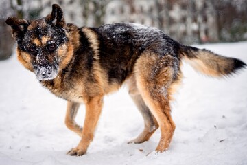 Shepherd in winter