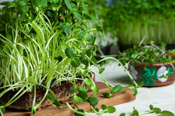 Fototapeta premium Microgreens the small shoots of any of various plants, such as arugula, dill, kale, or sorrel, that are used as food, especially in salads. 