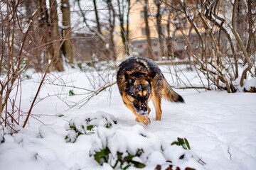 Shepherd in winter